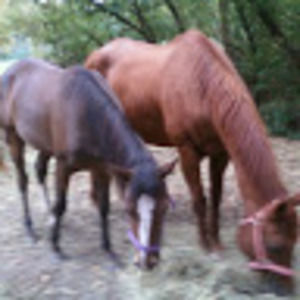 Meet your Posher, Robin